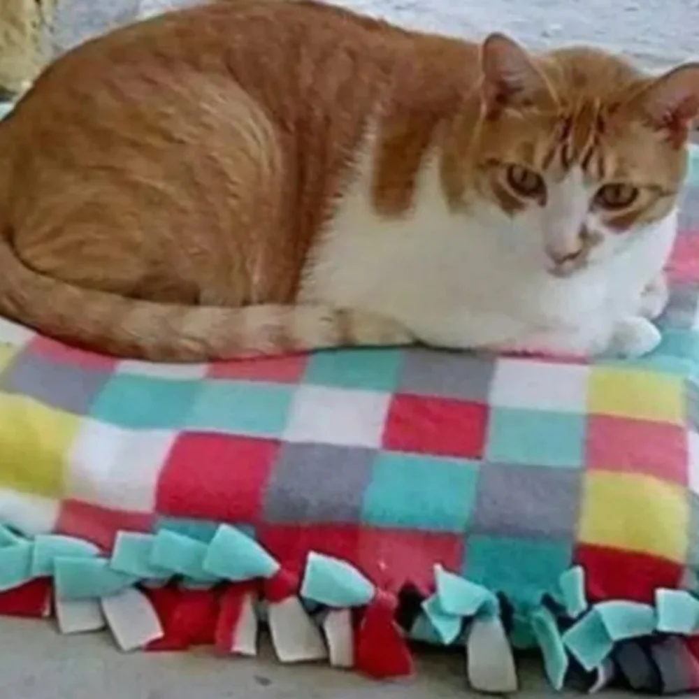 Cat beds and throws